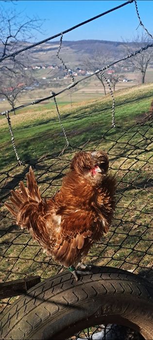 Vand oua paduana si matase