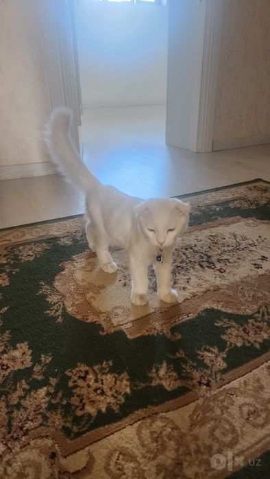 Scottish fold 6 oylik. Oʻgʻil bola..
