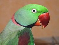 Пара Александрийских попугаев