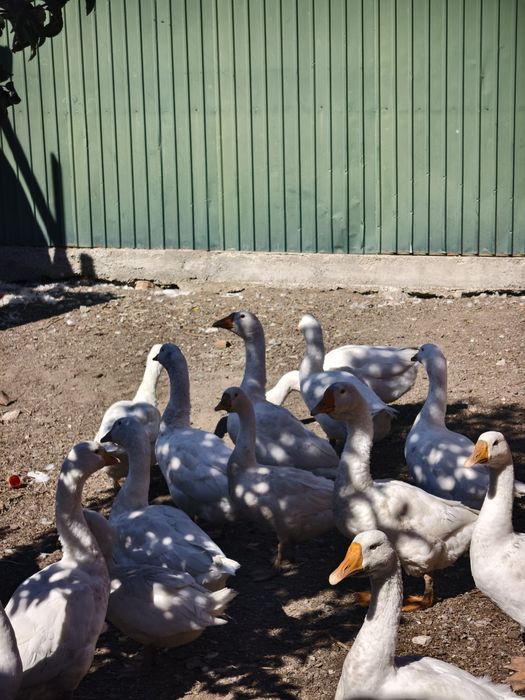 Продам гусей Линда