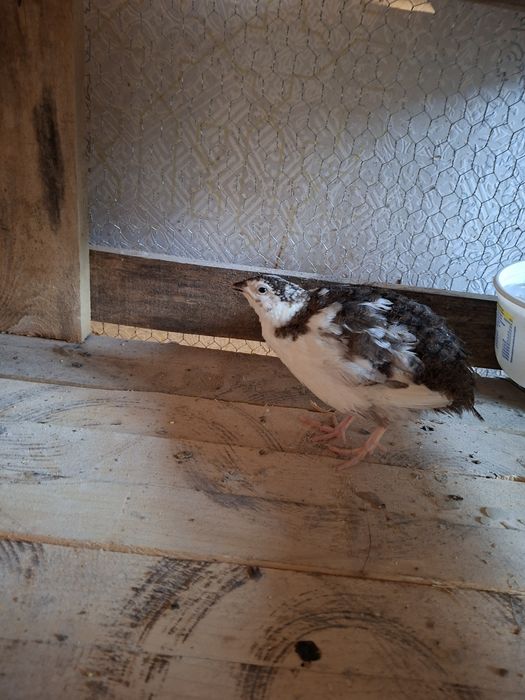 Продавам мъжки пъдпъдъци