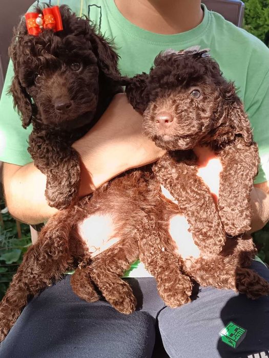 Пудел мини шоколад