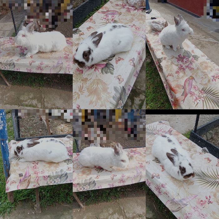 Femele gestante adulte cap de leu