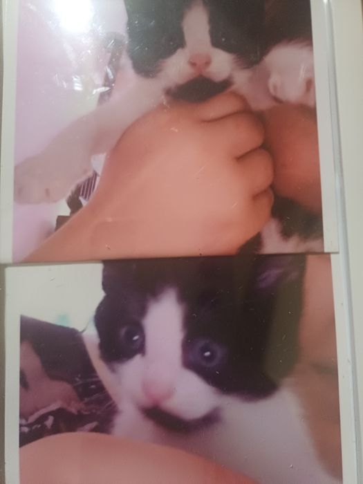 Caut o pisica ca asta de donat