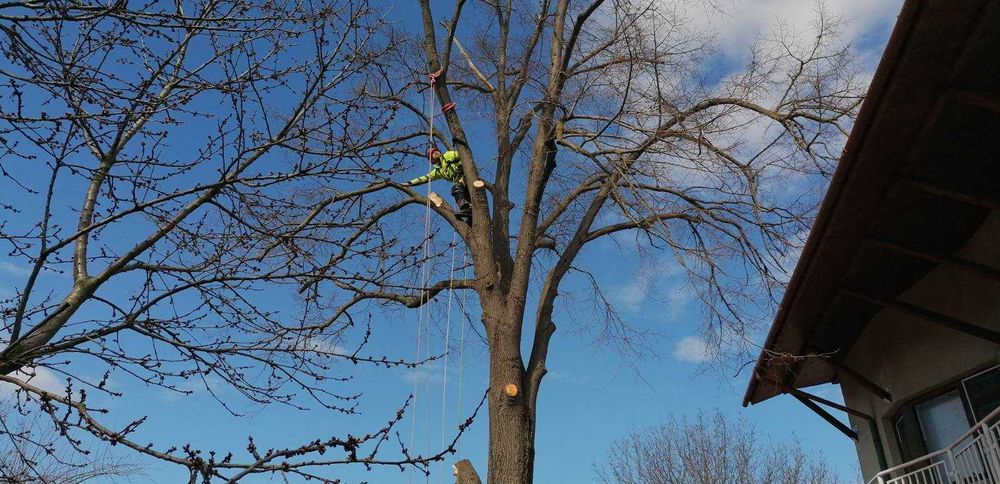 Премахване на опасни дървета