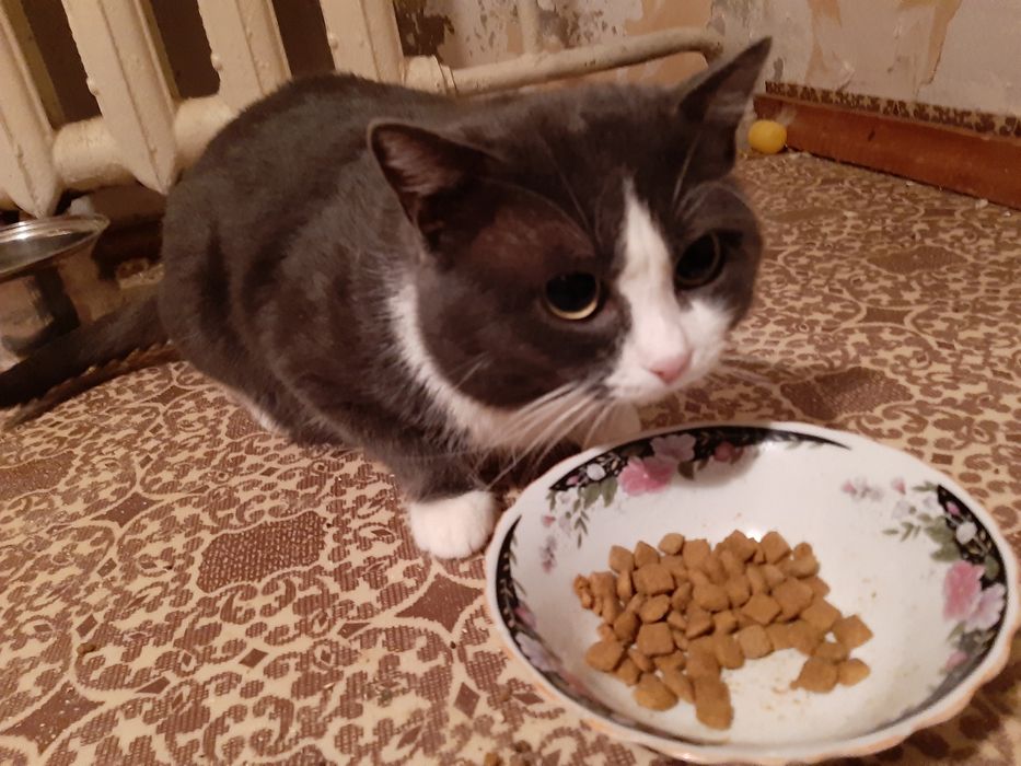 Василий Иванович в добрые руки