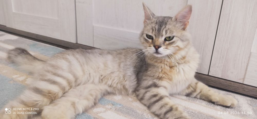 Кот Сибирский метис