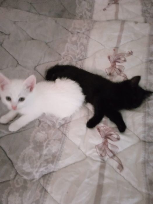 Отдам котят срочно