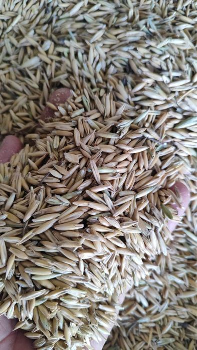 Овесы ( сулу)  Оптом и в розницу!