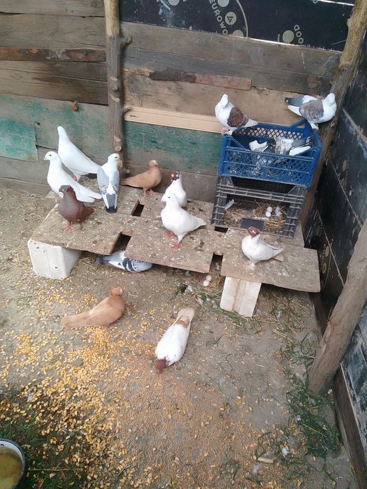 Porumbei voiajori standard și jucătorii de vânzare