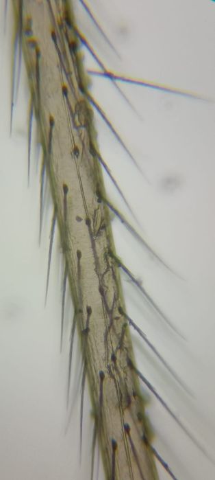 микроскоп СССР ( советский )