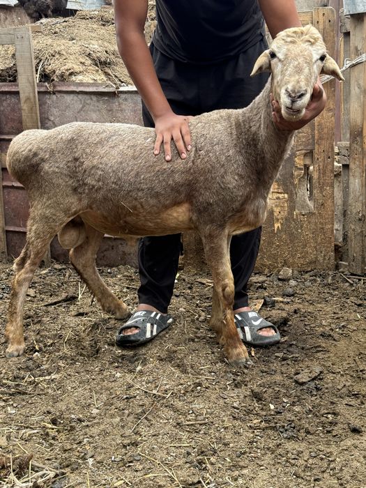 Продам Баранов молодых