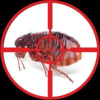 dezinfeksiya xidsiz klapa tarakan pasha