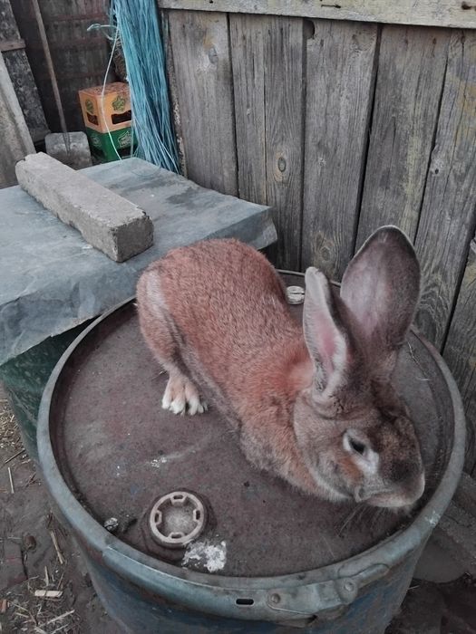 Vând iepuri uriaș german