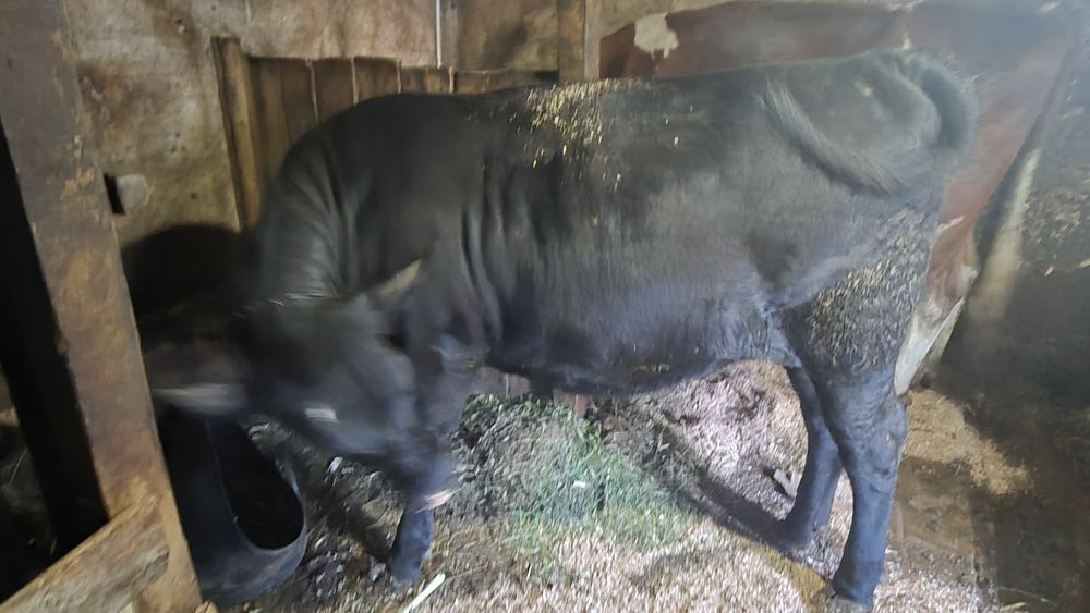 Vand junica angus