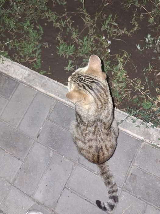 Пристраиваю котика