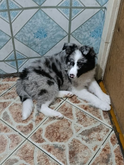 Продам щенка в добрые руки