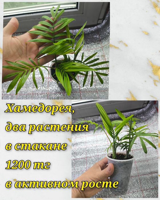 Бильбергия, Дримиопсис и другие