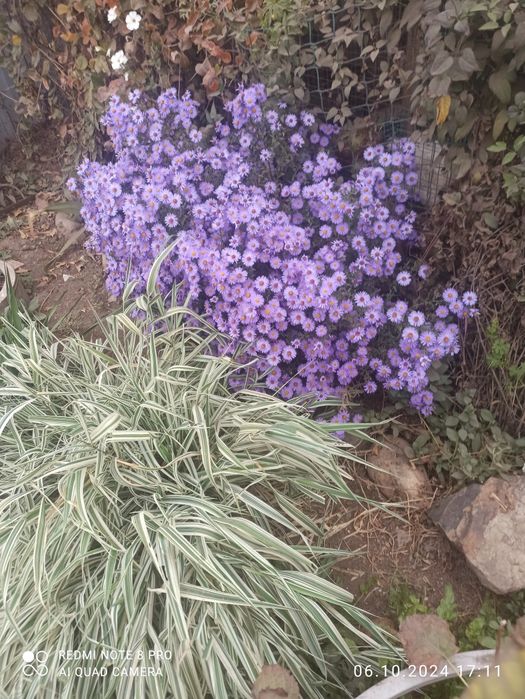 продам многолетние цветы.