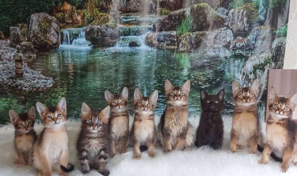 Чаузи и абики. Акция - 50%