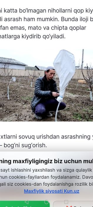 Daraxtlardi sovuqdan va isiqdan himoya qilish