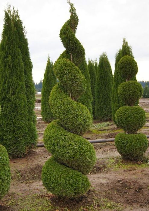 Туя ель можевельник