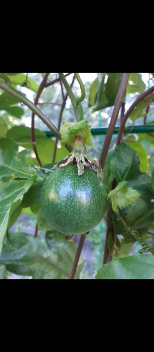 Продам плодоносящую пасифлору.