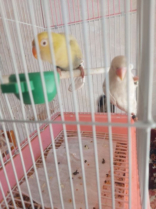 Папугай Неразлучники пара