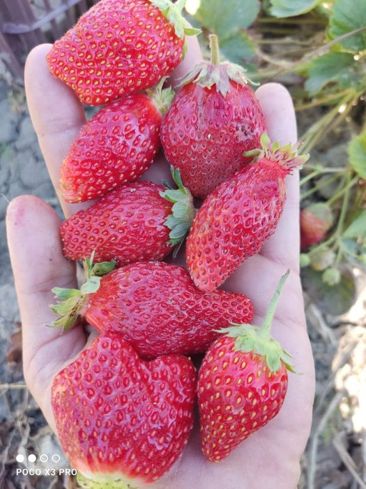 Саженцы клубники