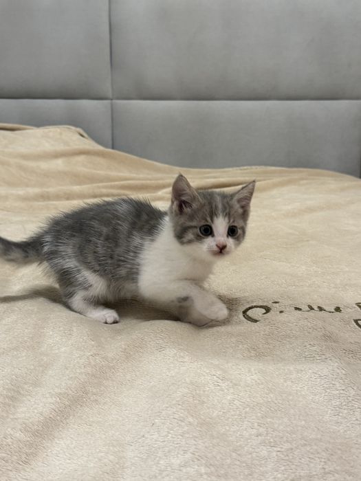 Отдам котенка в хорошие руки