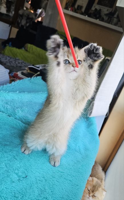 Британски котенца
