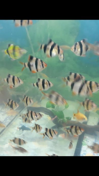 Рыбки акквариумные