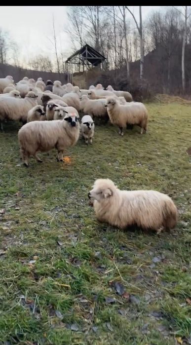 Vand oi ,detali in privat