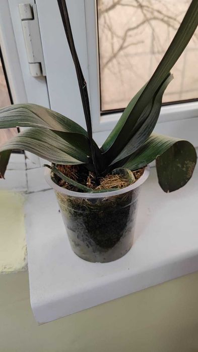 Орхидея фаленопсис Мишель(цветет)