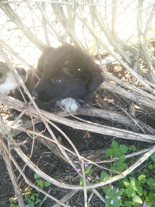 Подарявам 3 момичета на 12 крачета