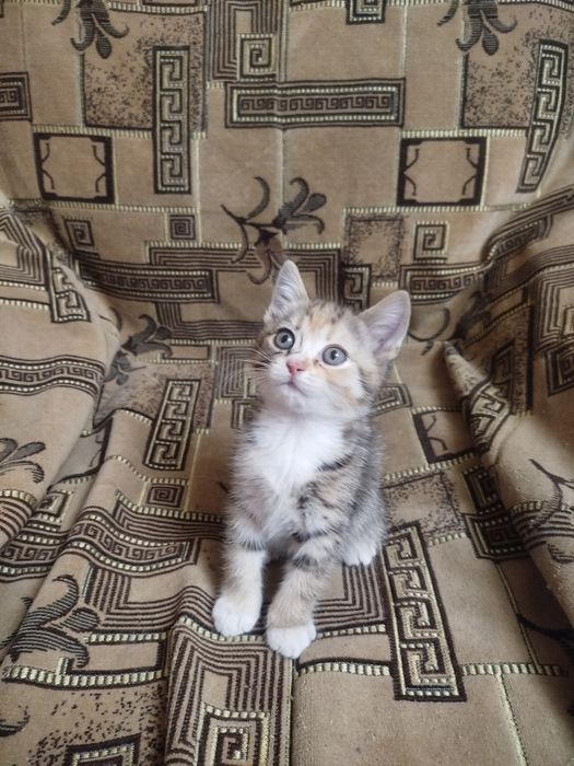 Отдам а хорошие руки