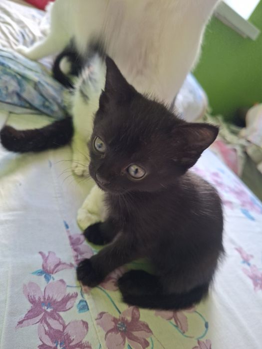 Котята в частный дом