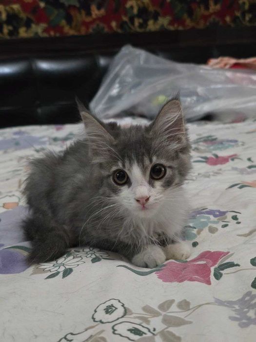 Котёнок, мальчик 2.5 месяца, в добрые руки
