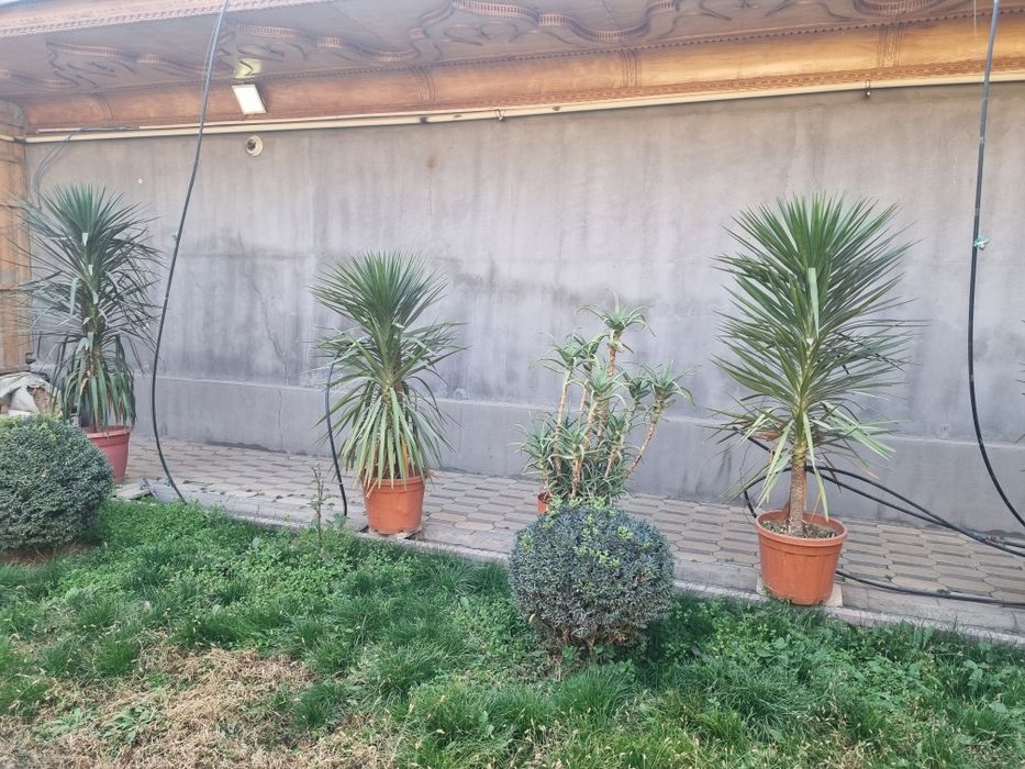 Gullar Sotiladi Xolati Yaxshi