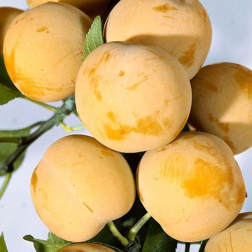 Prun (Soiul White Honey )