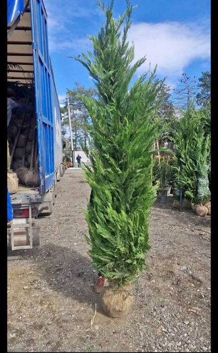 Leylandii chiparos Livrare în toată țara