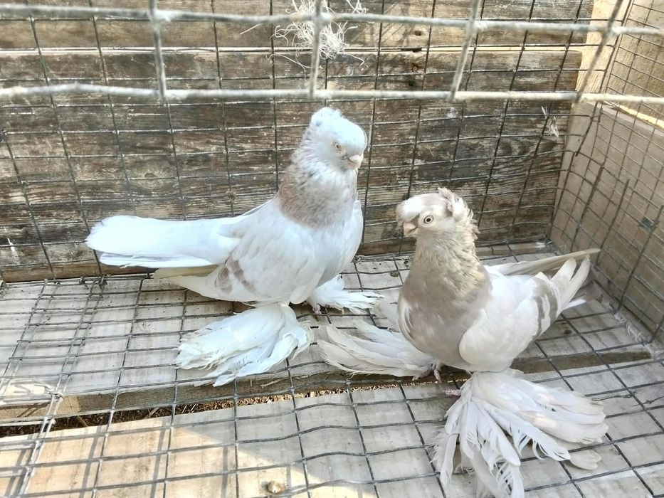 Продам голубей рантовых
