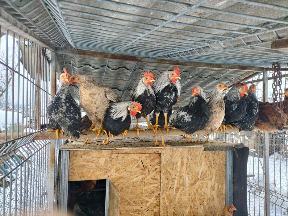 Vând 3 buc poștă standard și cocoșei italieni