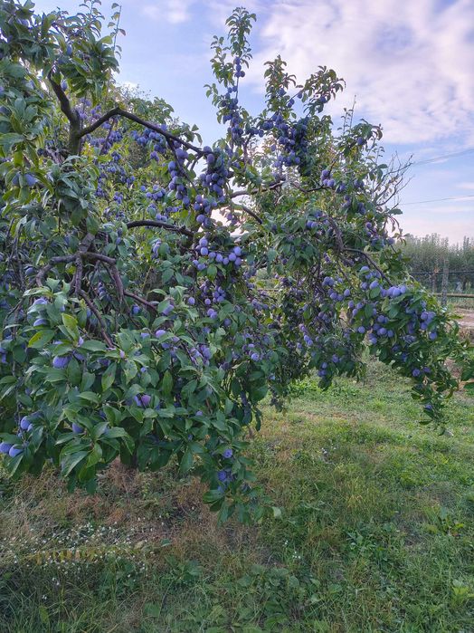 Vând prune anaspet
