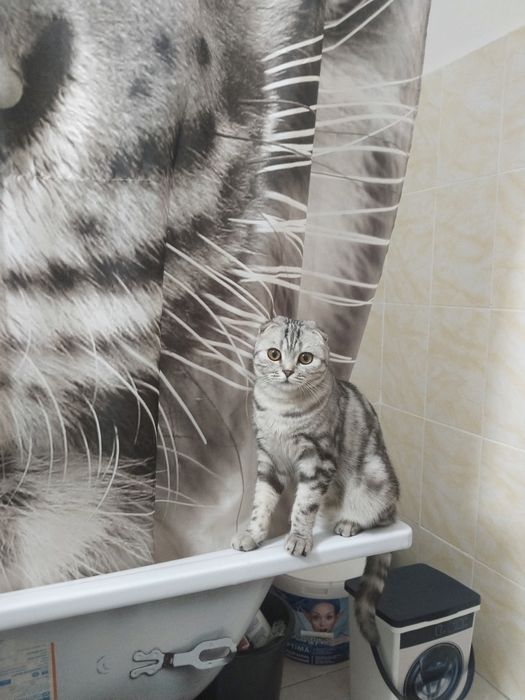 Отдам в добрые руки кошечку
