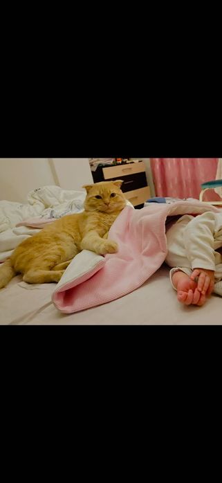 Отдам кота в хорошие руки