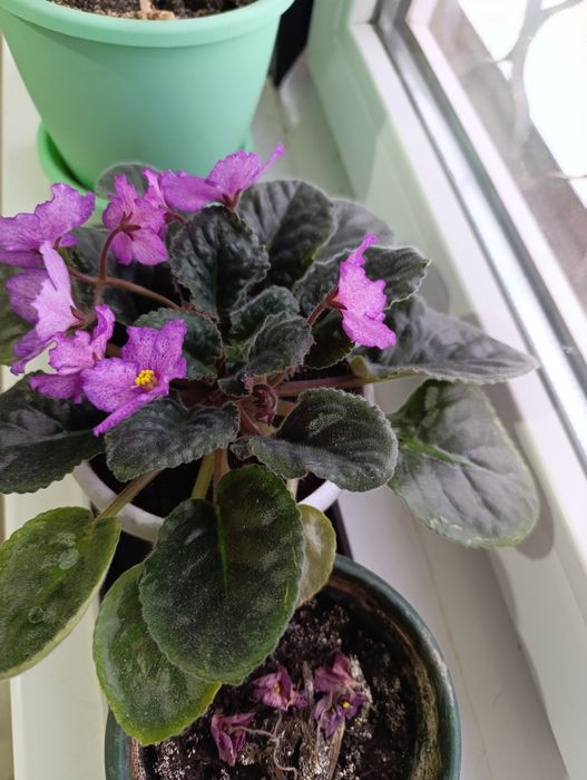 Продам цветы фиалки