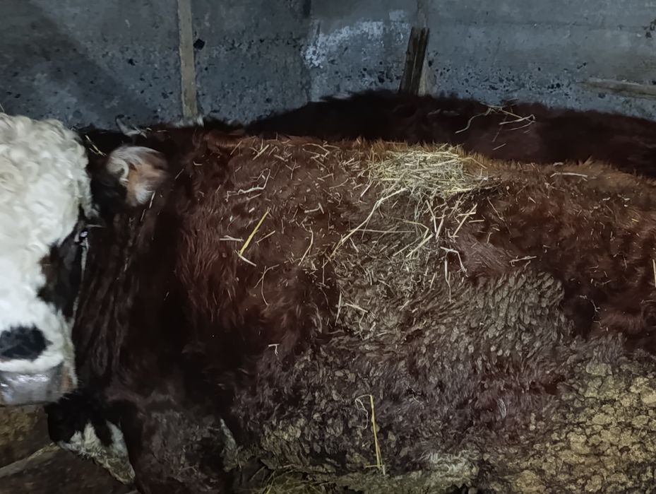 Бычки есть на продажу