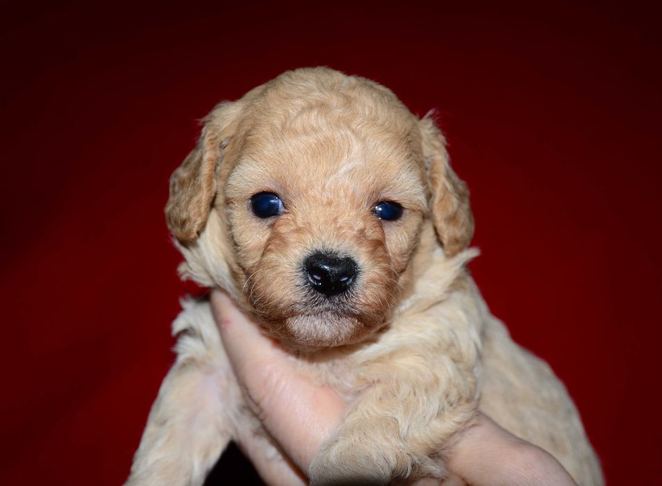 Роскошные мальтипу F1  !