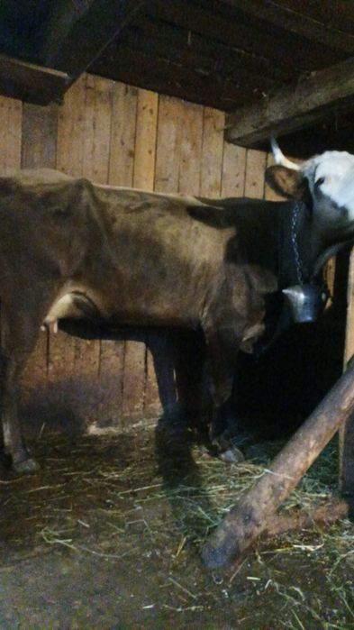 Vaca bruna de vânzare , SUCEAVA